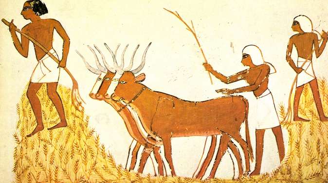 goat domestication