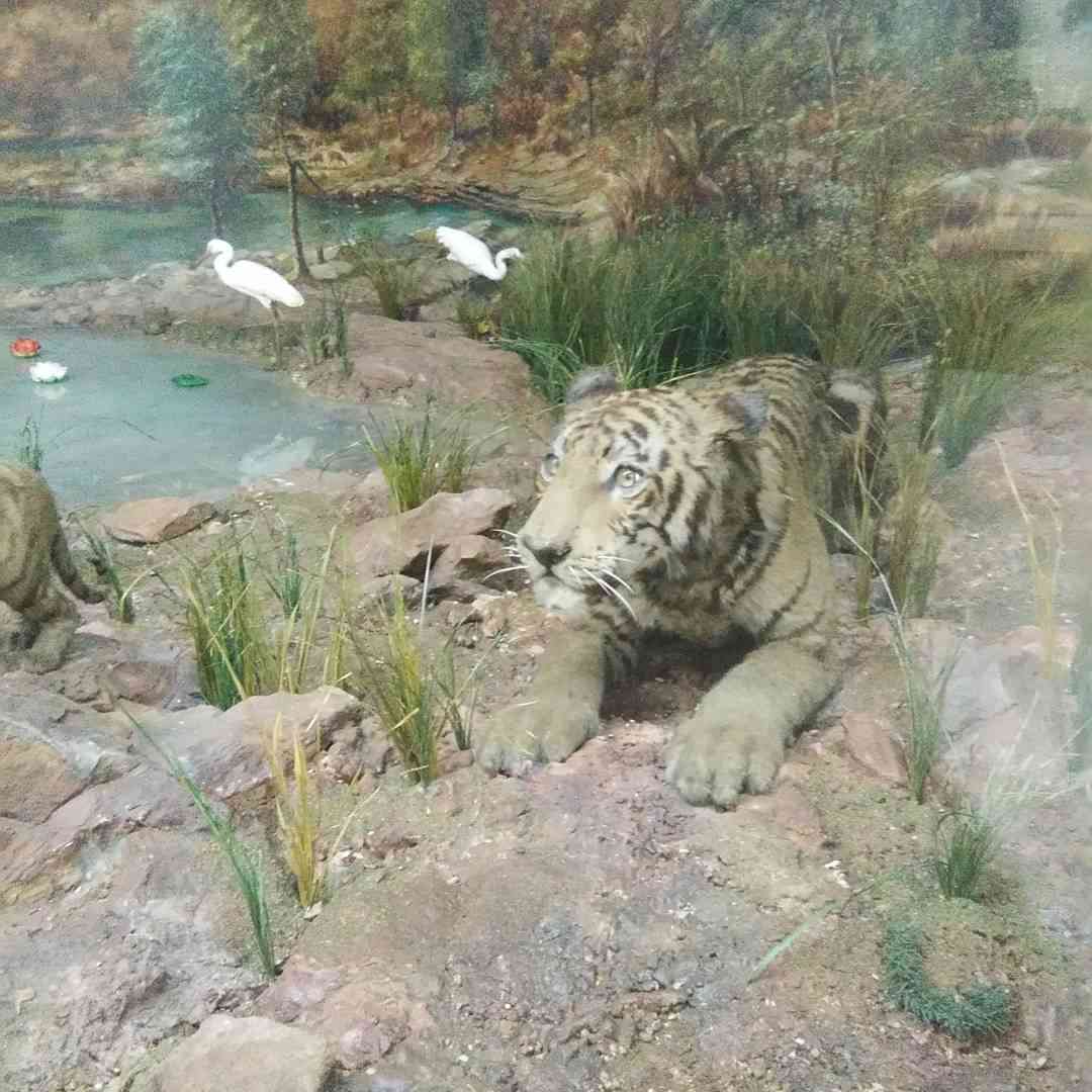 Rajiv Gandhi Museum of Natural History