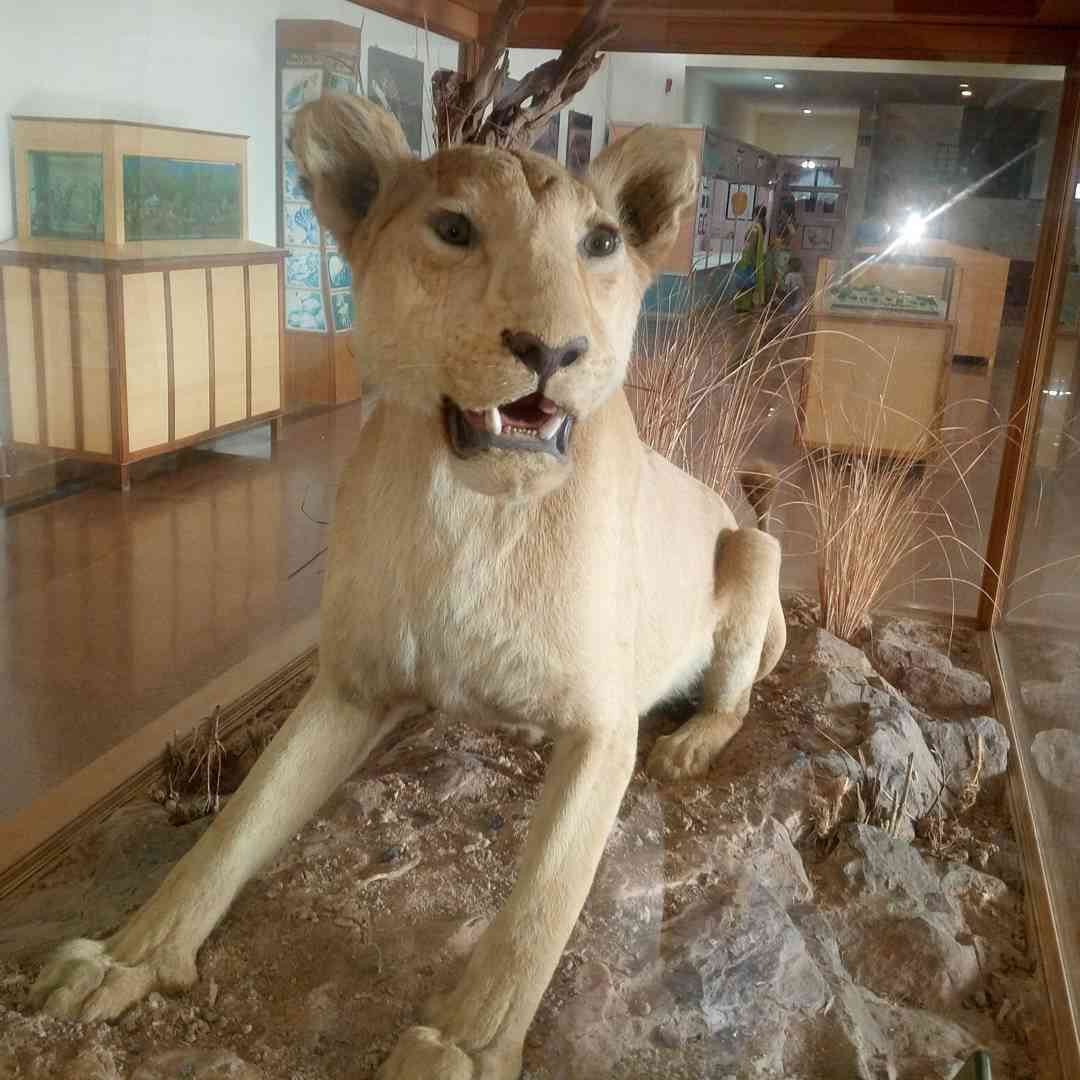 Rajiv Gandhi Museum of Natural History