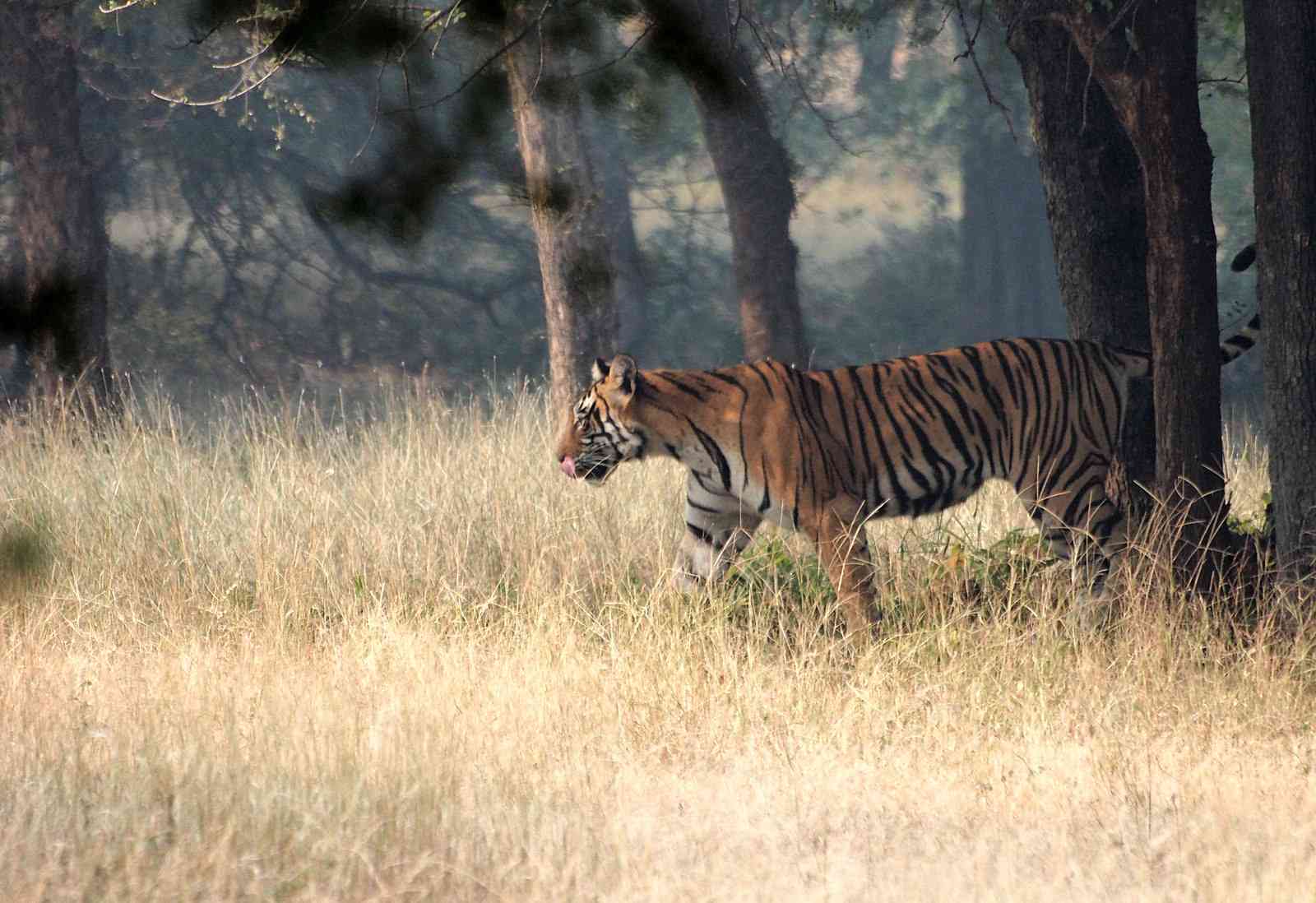 Ranathambore Tiger Reserve