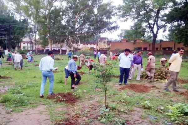 #derasachasauda #kota #plantation