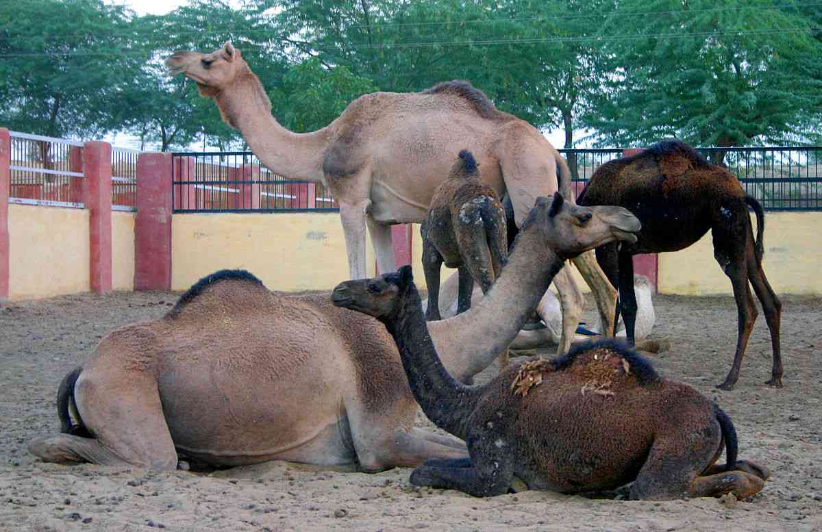 camelresearchcentre #camelfarm #bikanermedicalcollege #snakebitevaccine