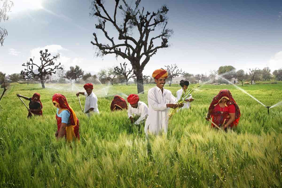 Farmers-growing-malt-barley-in-their-field