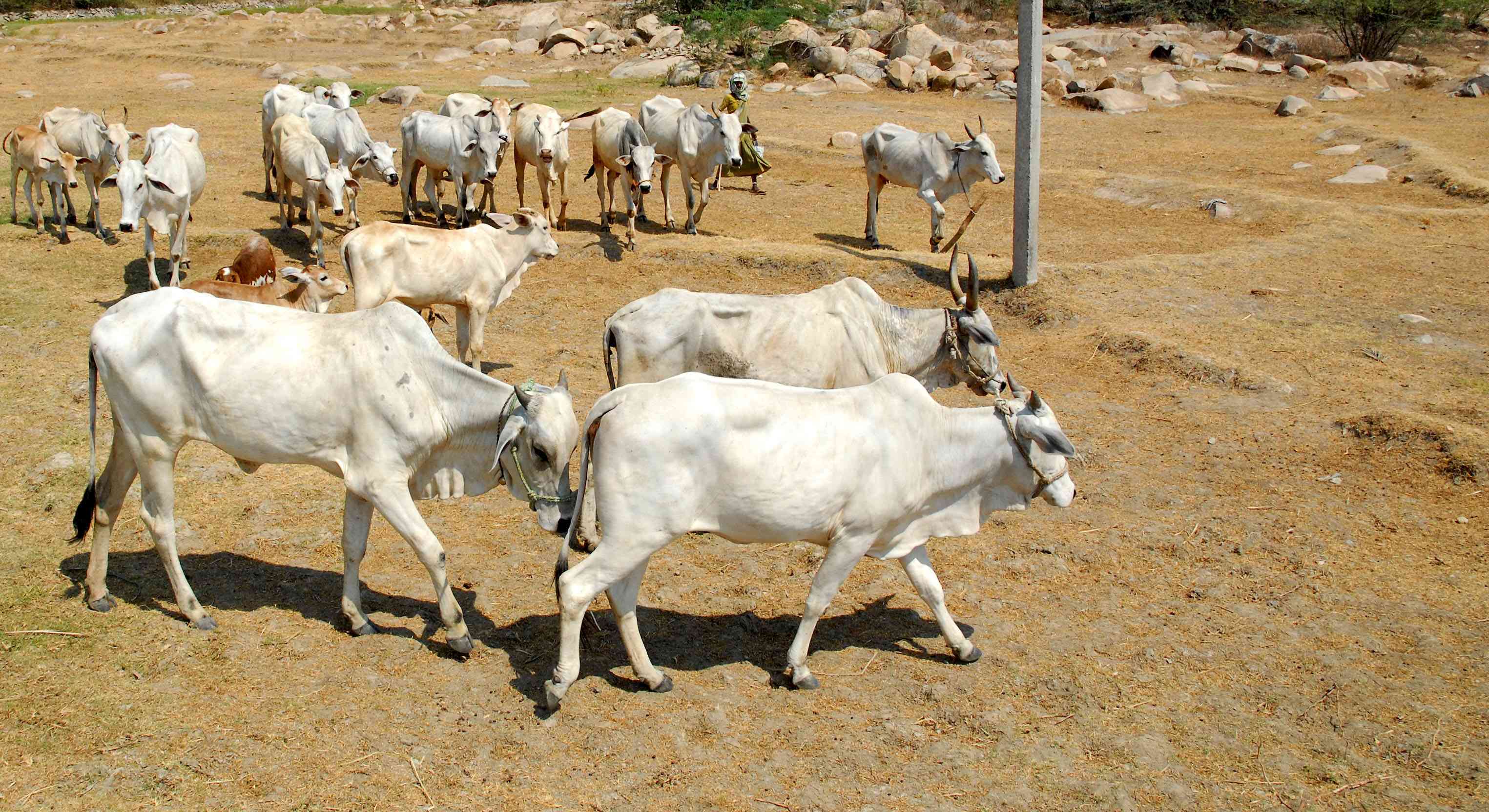 sale purchase of cattle from e-commerce portals soon