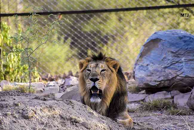  Lion Safari Jaipur