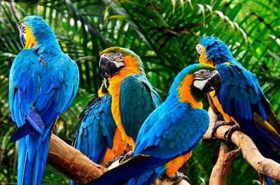 Udaipur Bird Park to House Blue and Gold Macaws