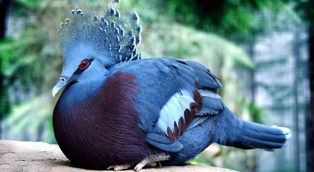 Udaipur Bird Park to House Vitoria Crowned Pigeon