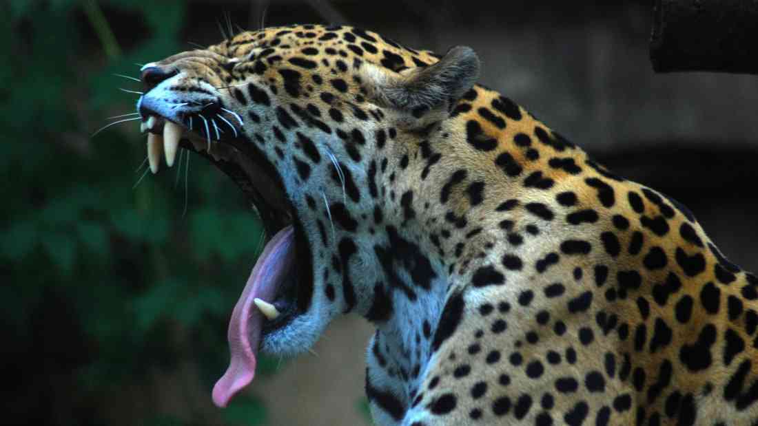 The Jhalana Forest is going to offer full-day leopard safaris
