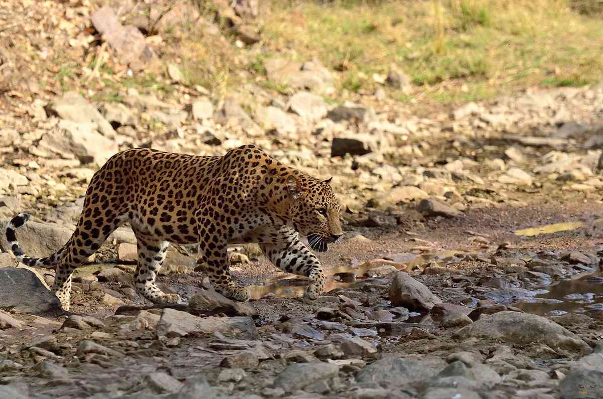 The Jhalana Forest is going to offer full-day leopard safaris