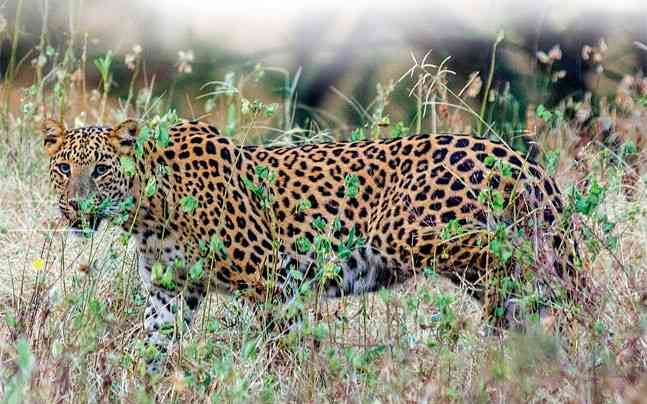 The Jhalana Forest is going to offer full-day leopard safaris