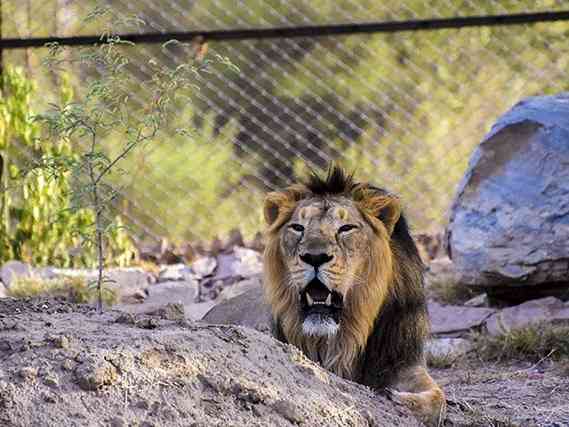 Asiatic Lion at Nahargarh Biological Park