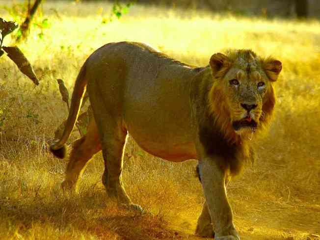 Lion Safari at Nahargarh