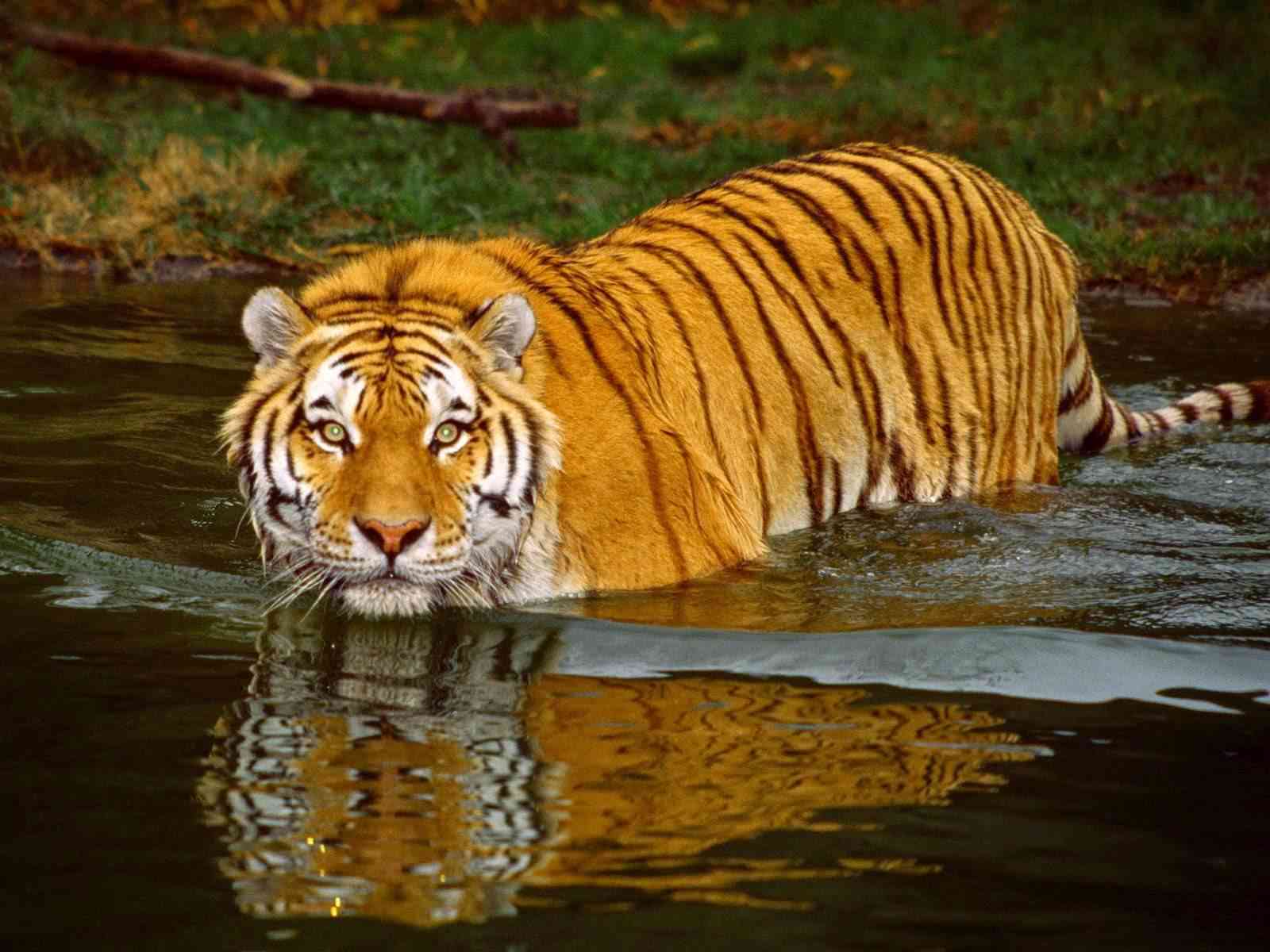   Tigers to be introduced in Mukundra Tiger Reserve