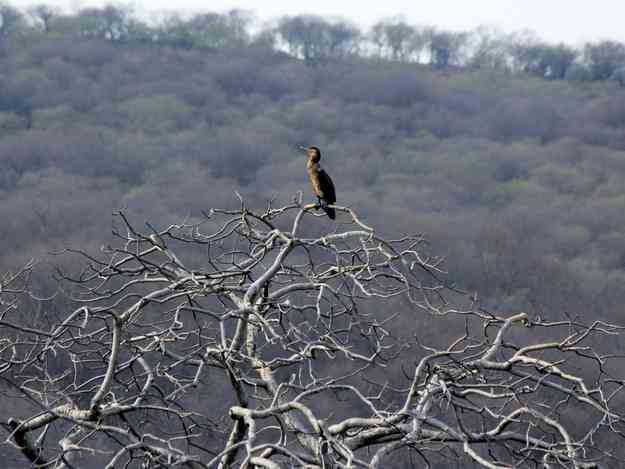 Darrah National Park