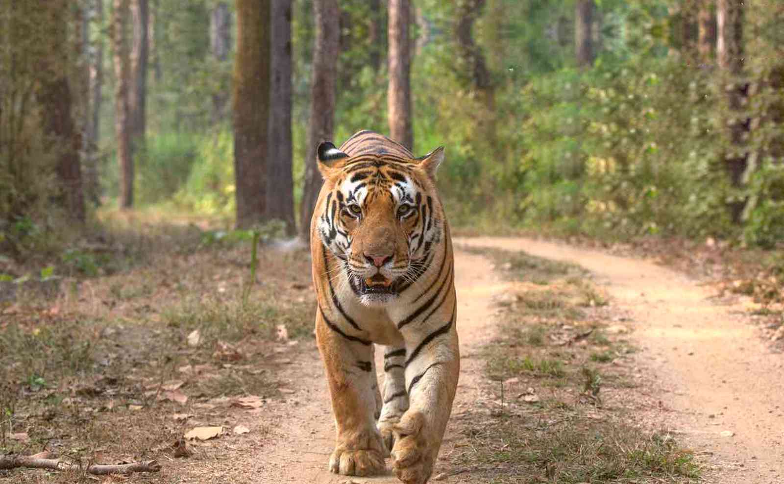 Sariska Tiger Reserve