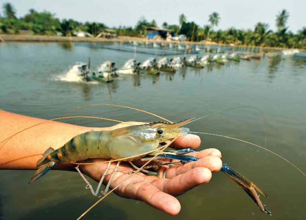 prawn farming in rajasthan