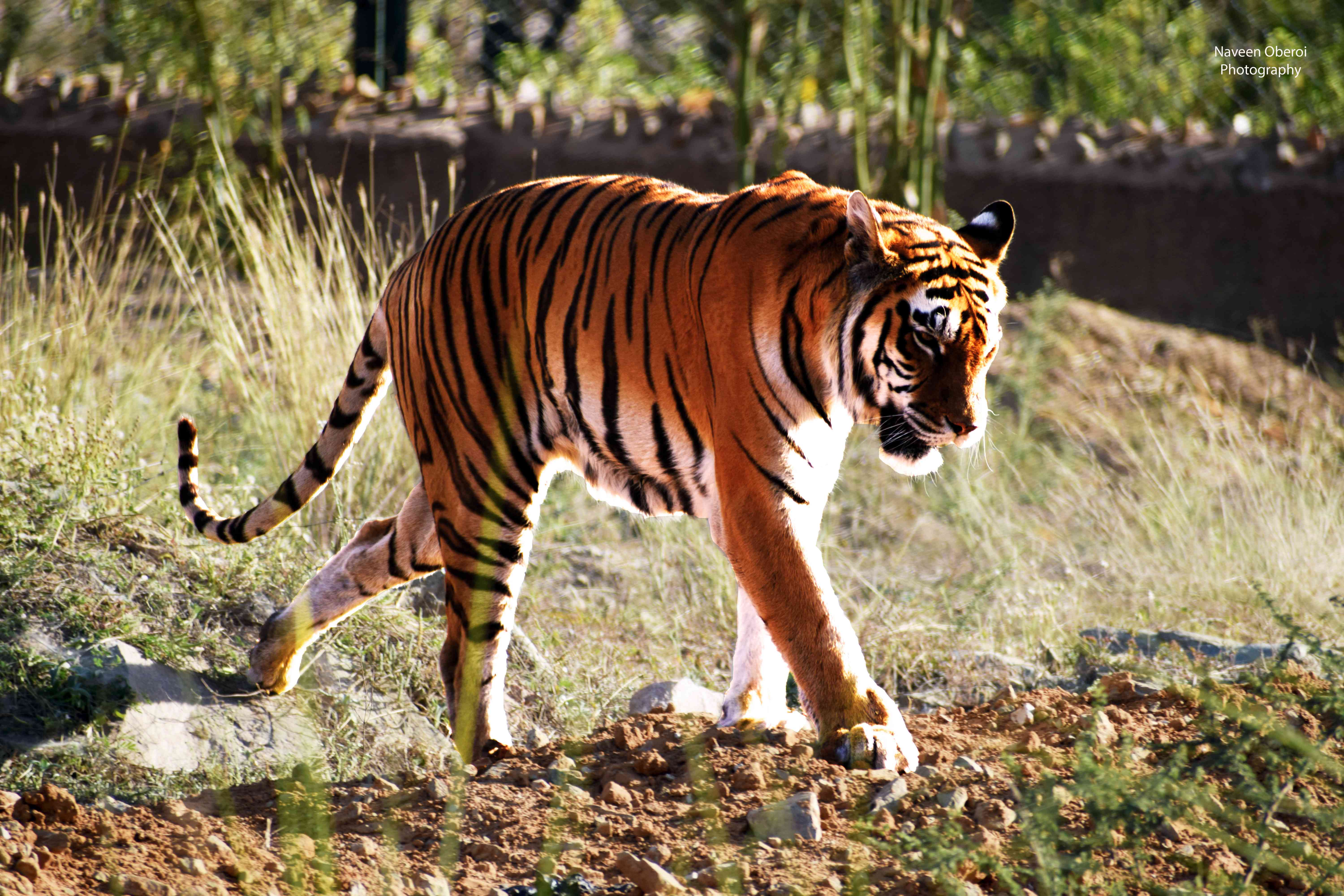 tiger nahargarh biological park