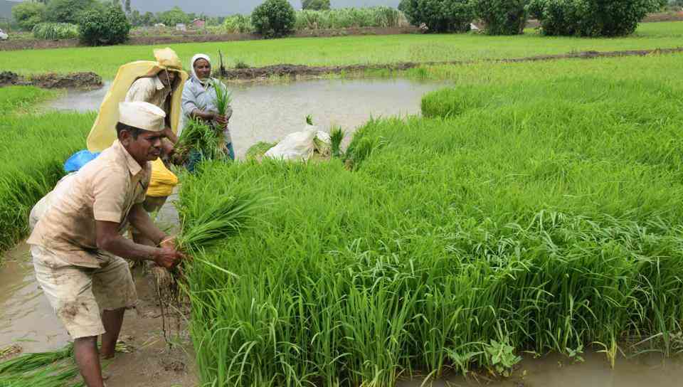Farm Loan Waiver Rajasthan
