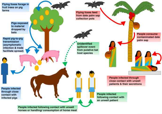 How nipah virus is transmitted