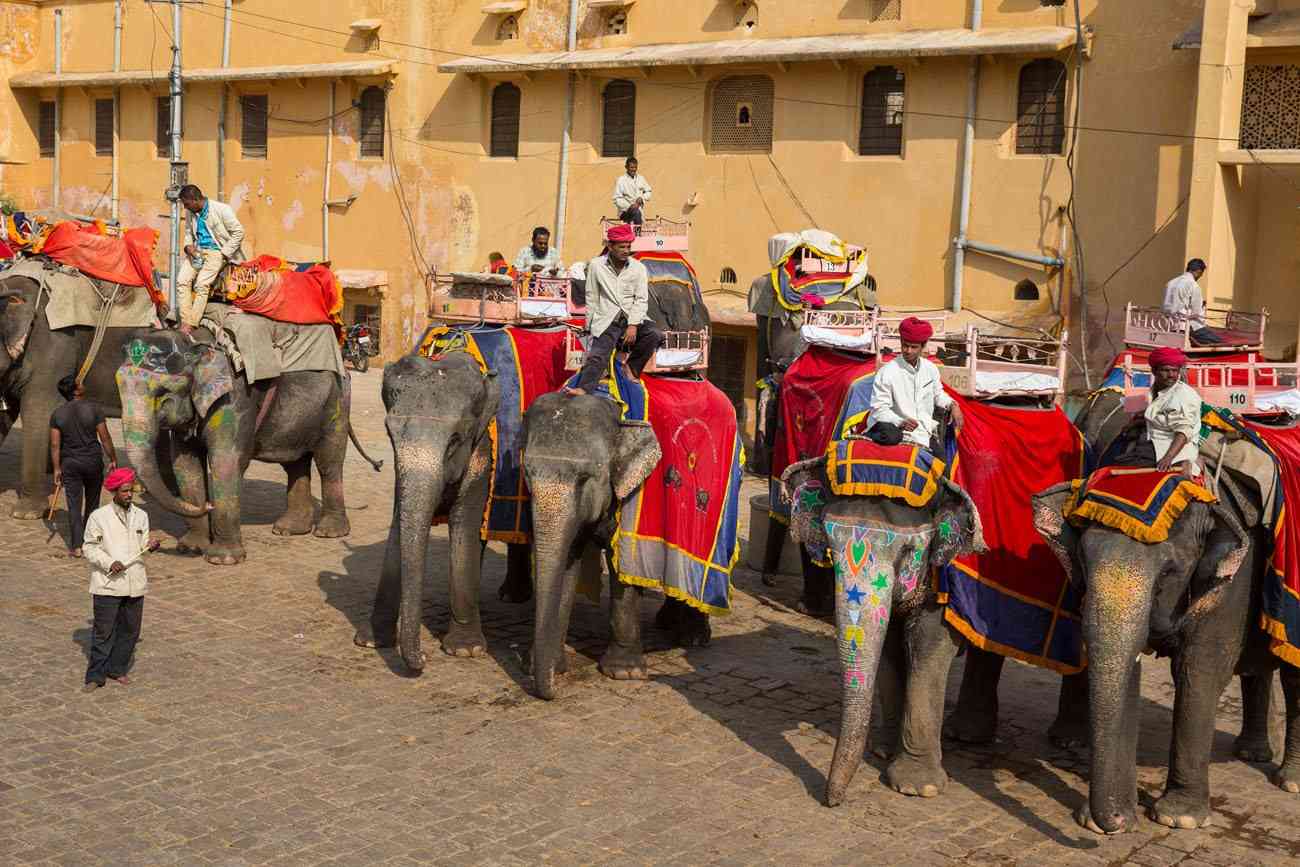 Elephants ready to give the Joyride of Amer Fort