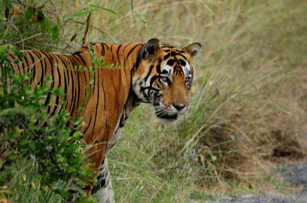 tiger at Sariska tiger reserve
