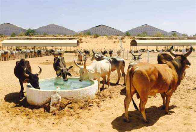 Bull Safari