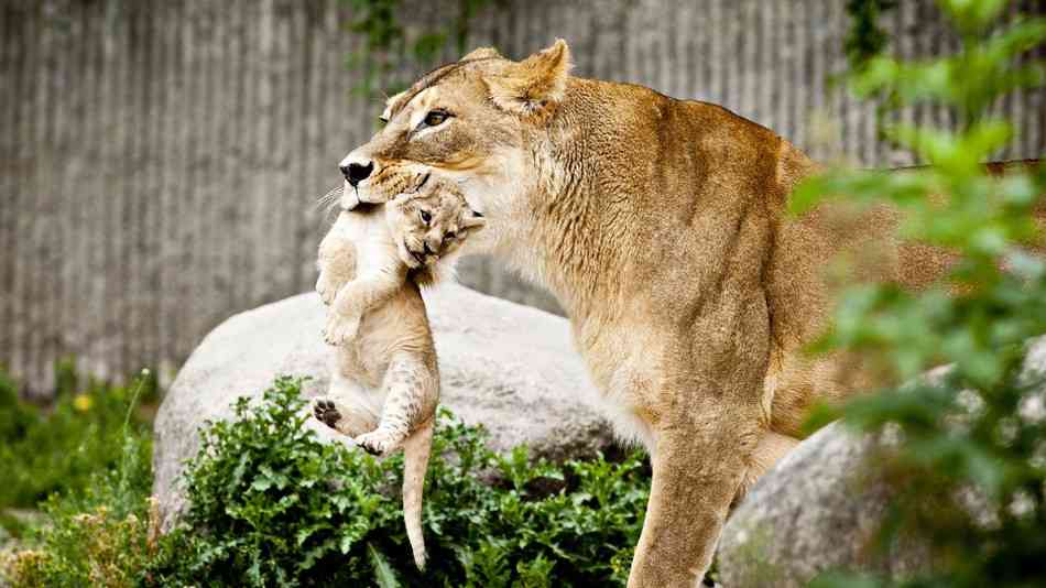 2 new cubs born at Machia Biological Park 