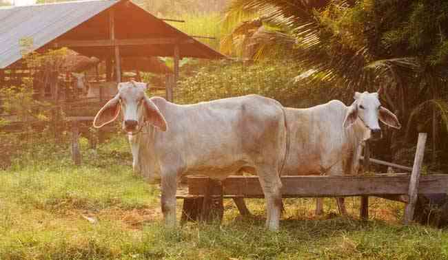 Rajasthan is gearing up to establish a cow sanctuary that will be opened up in Bikaner.
