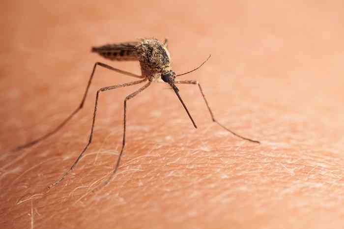State Health Department Launches Campaign Against Vector-Borne Diseases