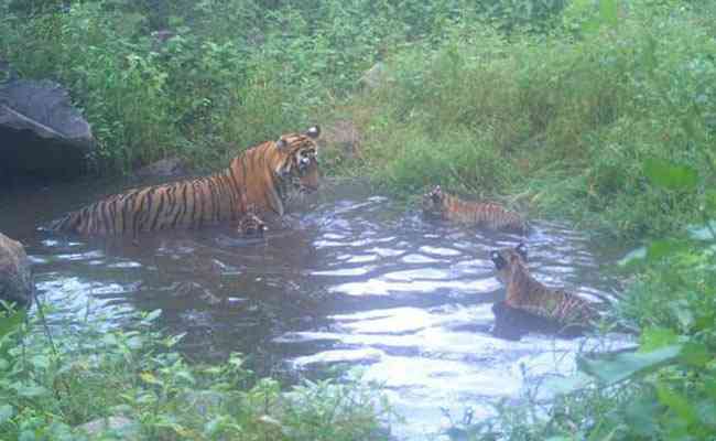 Sariska Tiger Reserve