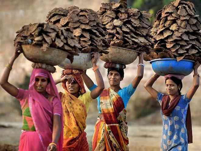 cow dung byproducts
