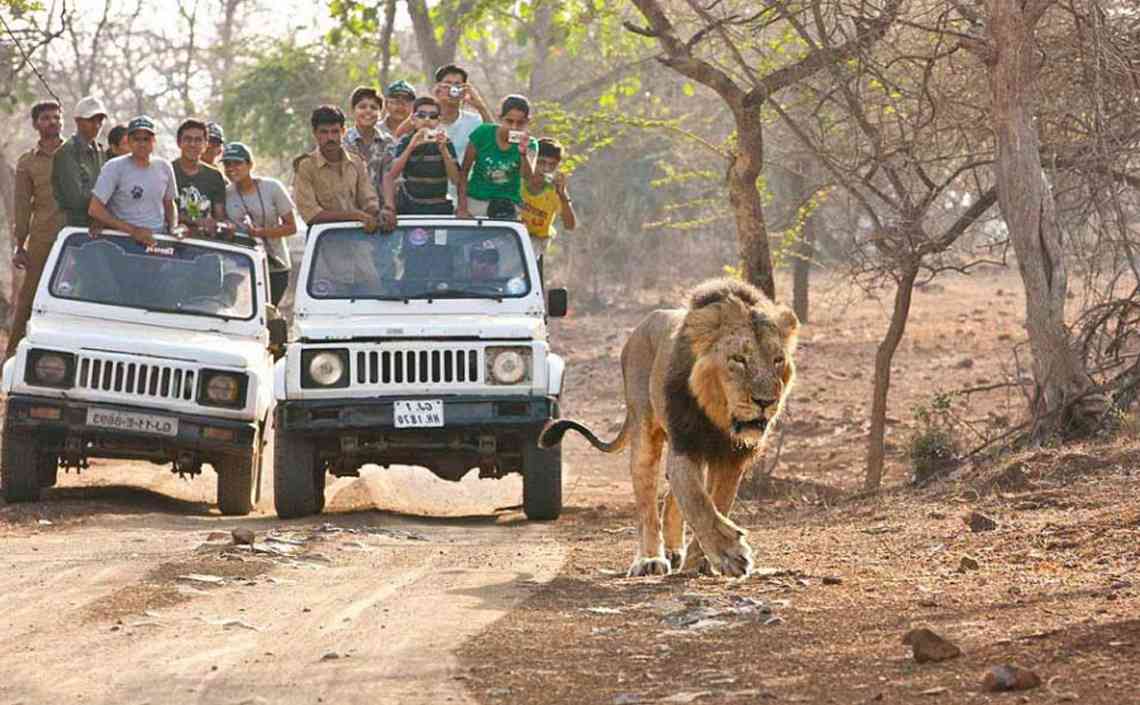 Lion Safari in Jaipur