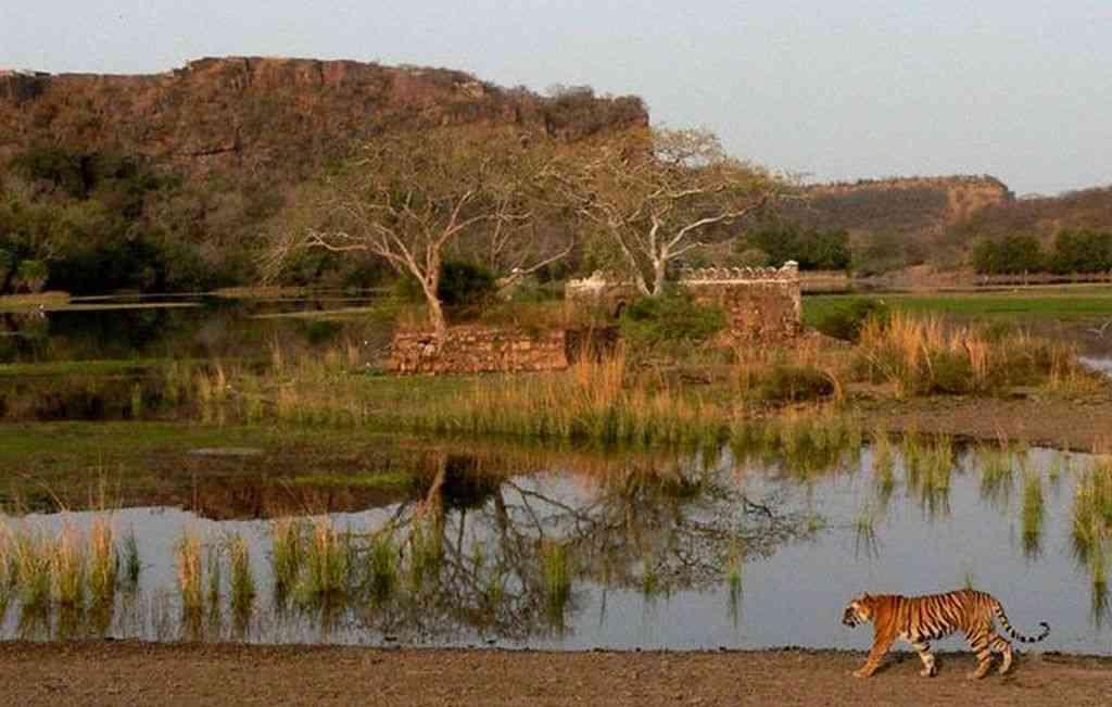 Ranthambore National Park