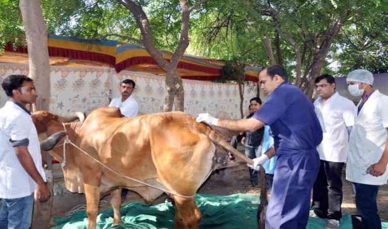 Animal Pakhwara in Rajasthan