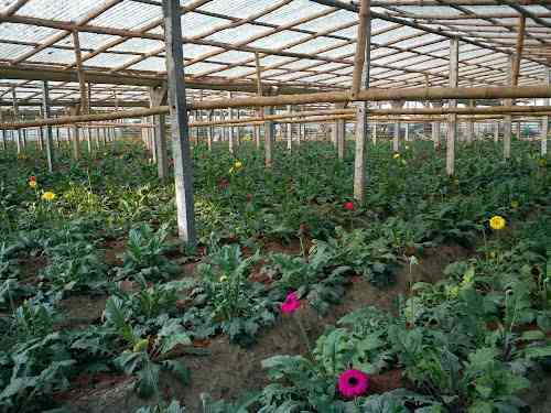 Flower research centre in Rajasthan