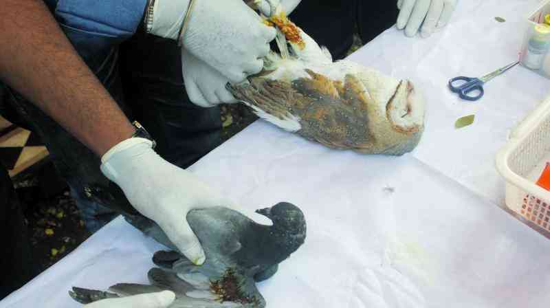 Injured birds on Makar Sakranti