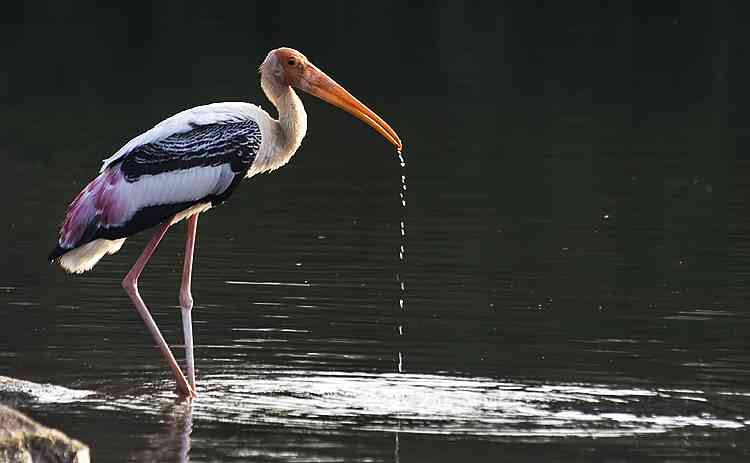 Mansagar Lake Jaipur