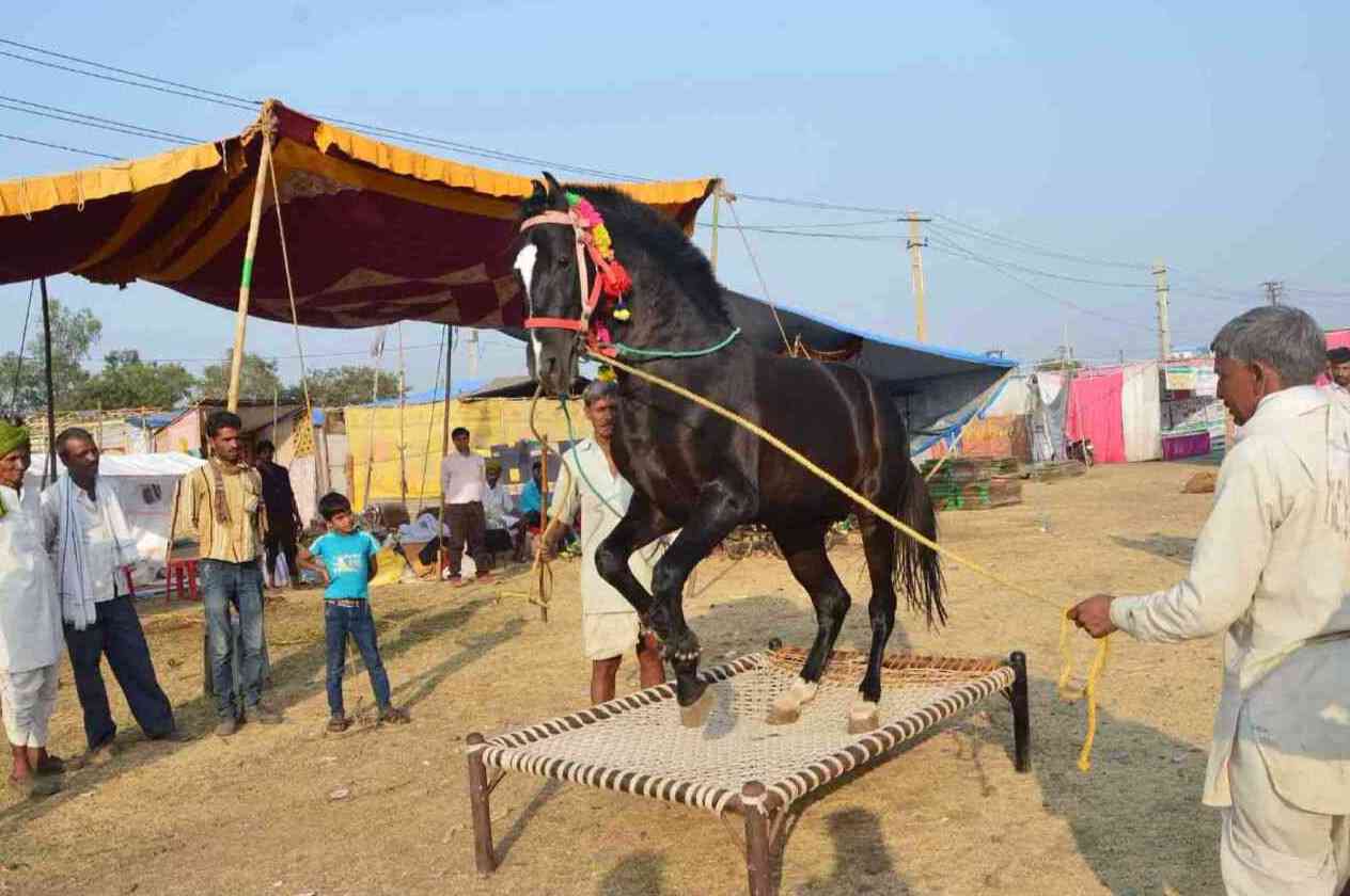 Chandrabhaga Fair 2017 images