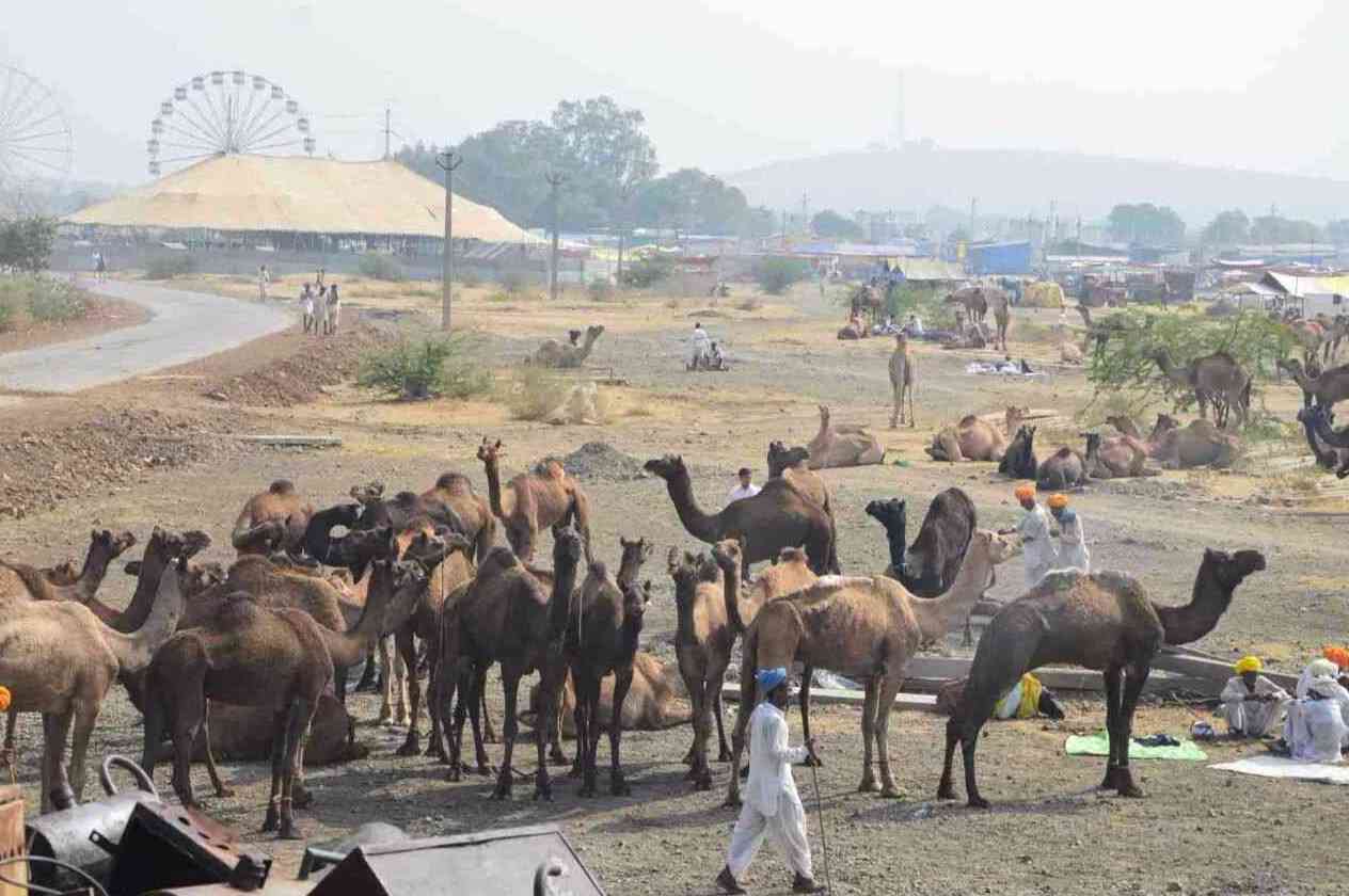Chandrabhaga Fair 2017 images