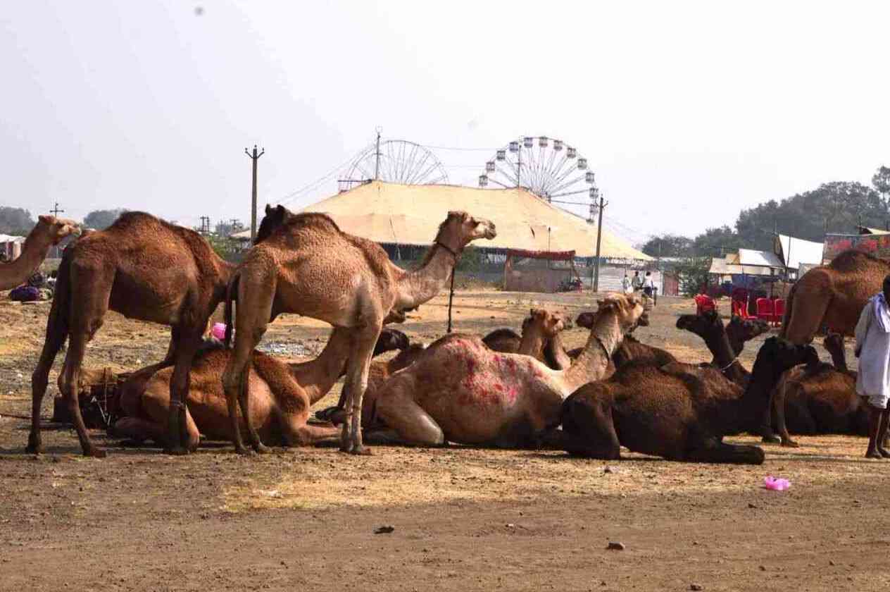 Chandrabhaga Fair 2017 images