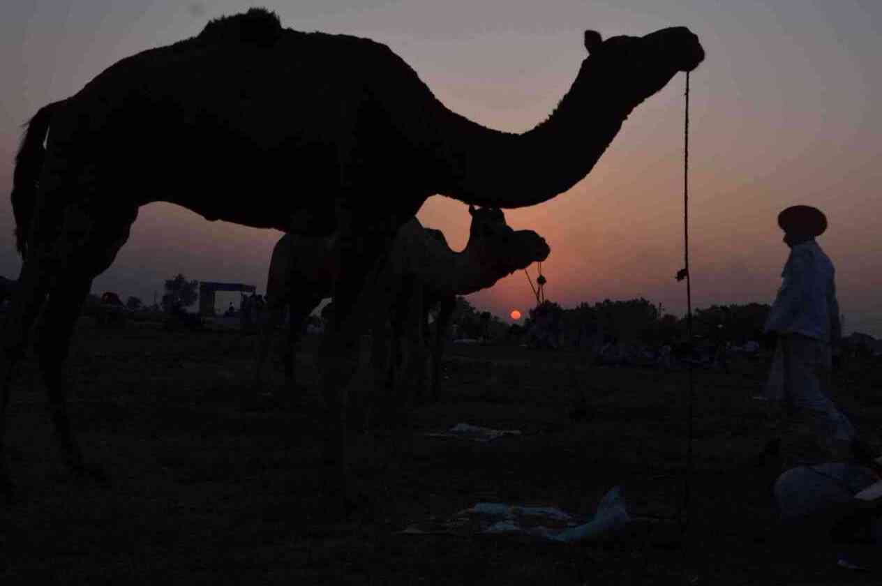 Chandrabhaga Fair 2017 images