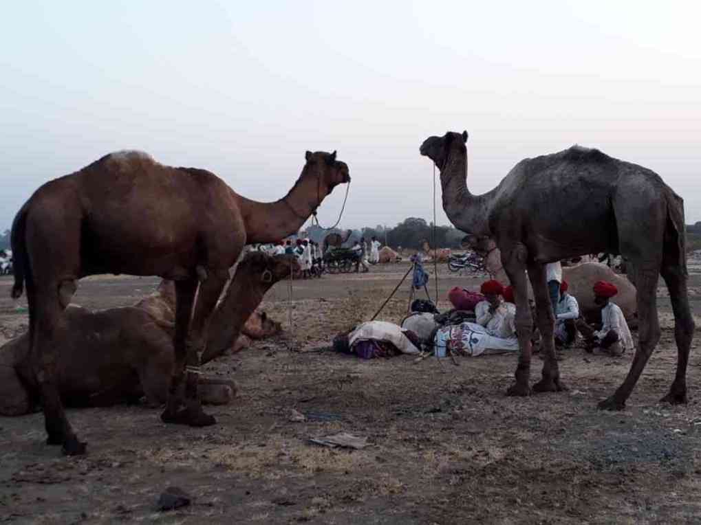 Chandrabhaga Fair 2017 images