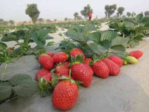 Strawberries