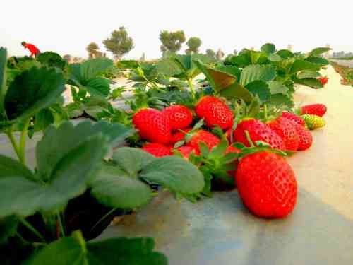 Fruiting