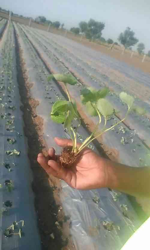 Plantation