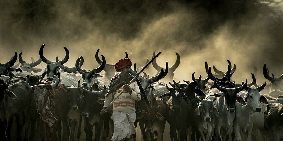 Rabari person cattle