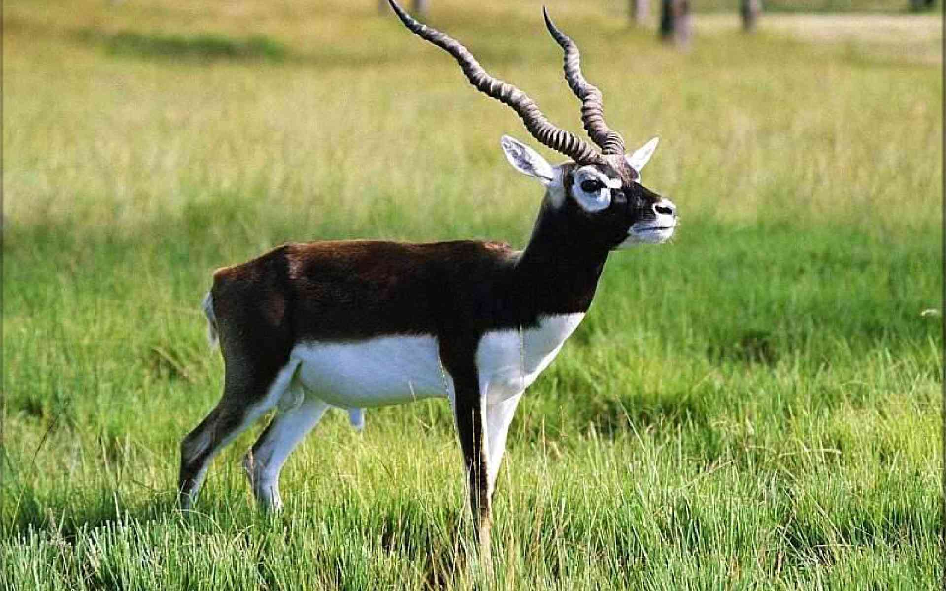Blackbuck antelope sacred animal Bishnois