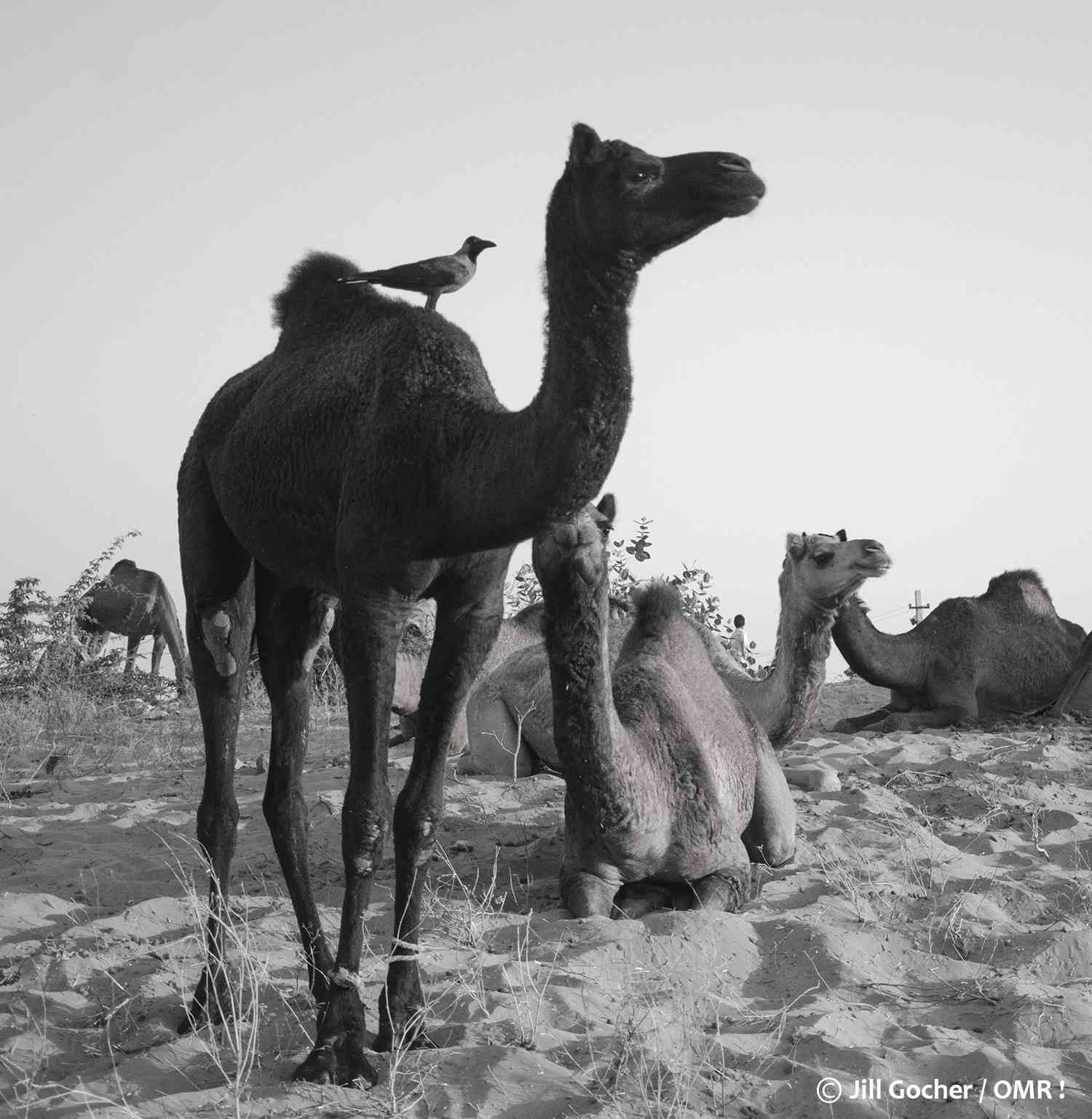 pushkar camel fair images