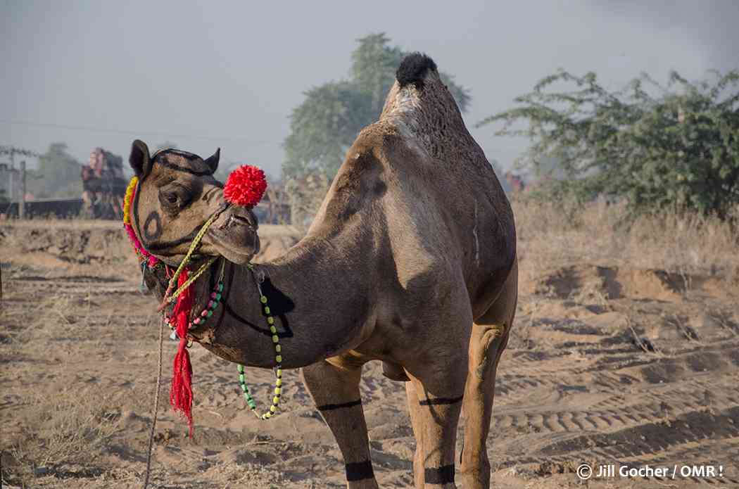 pushkar camel fair images