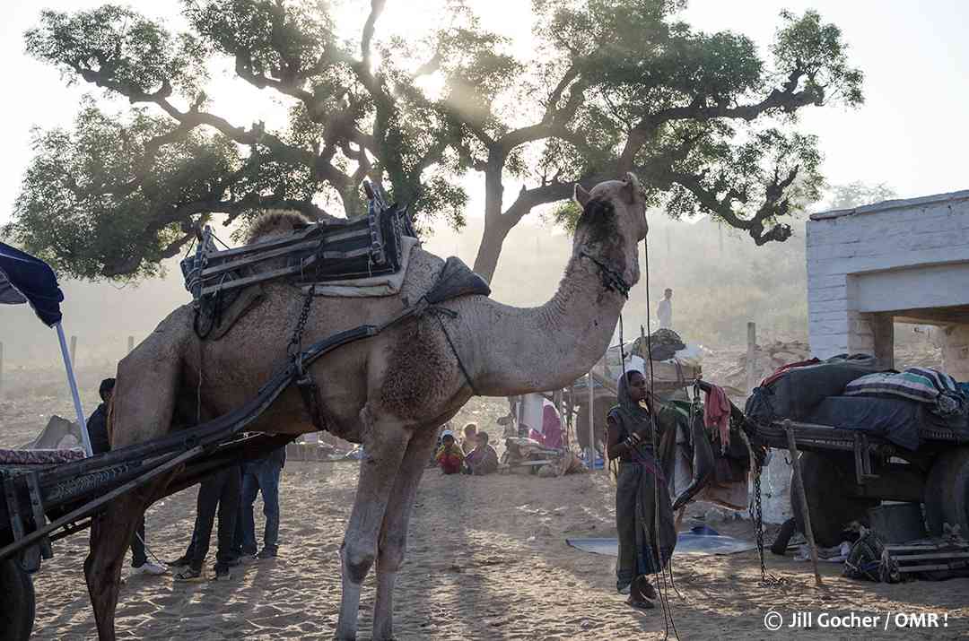 pushkar camel fair images